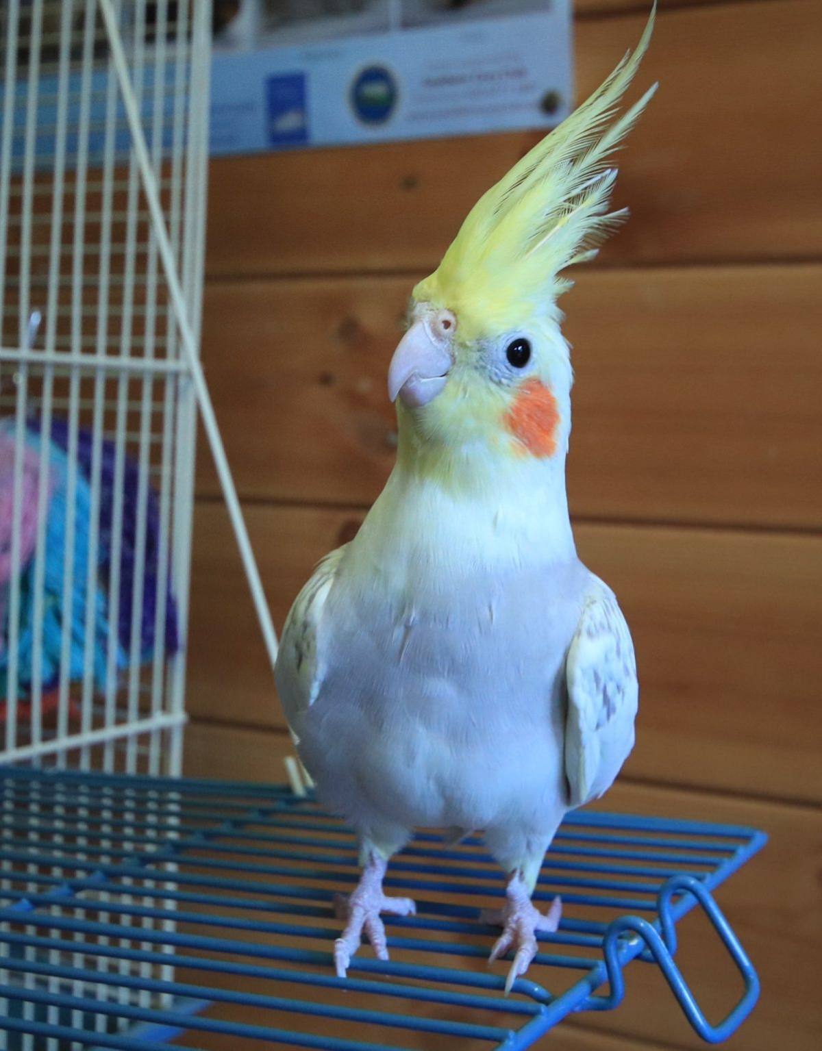 Cockatiel boarding at Redbeck