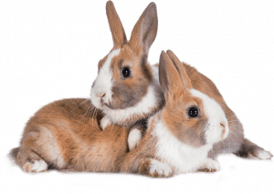 Two young dutch rabbits cuddling