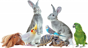 Redbeck Rabbit Boarding animal group