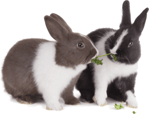 Rabbits Sharing Parsley