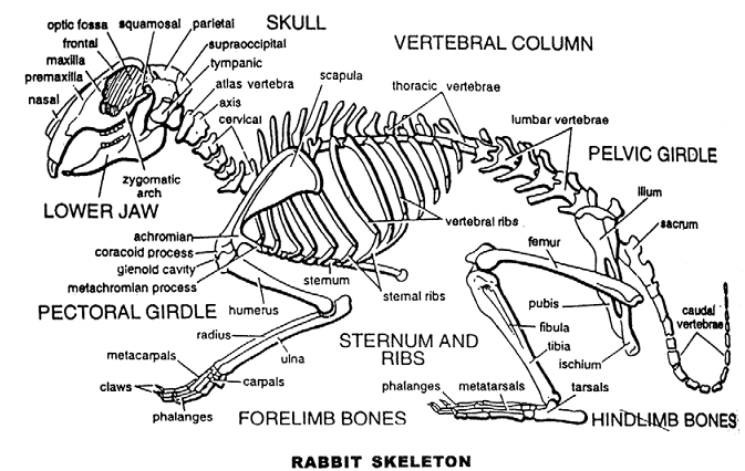 Rabbits Skeleton