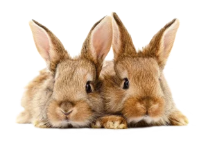 Two Young Rabbits