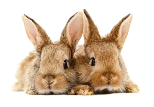 Two Young Rabbits
