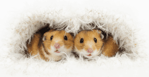 rat-mouse-hamster