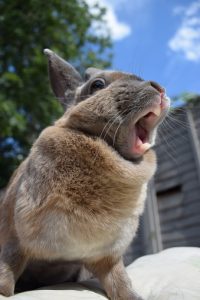 Rabbit yawning in the summer sun