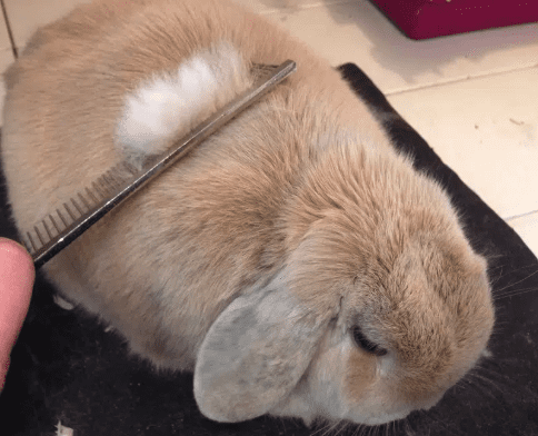 Redbeck Grooming