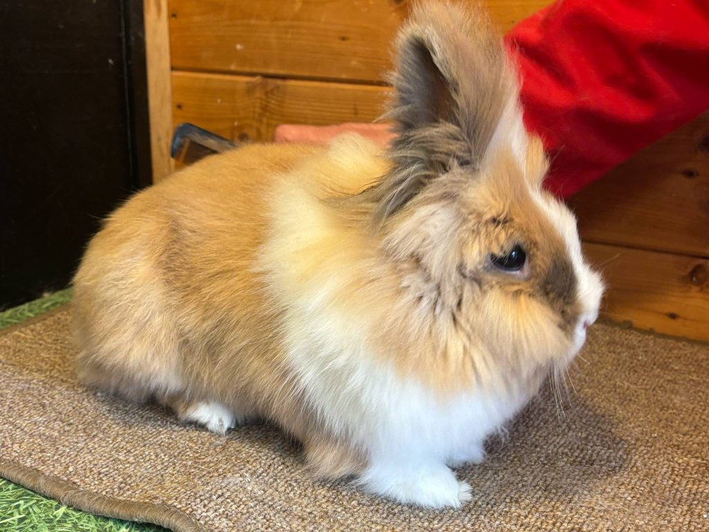 Grooming Redbeck