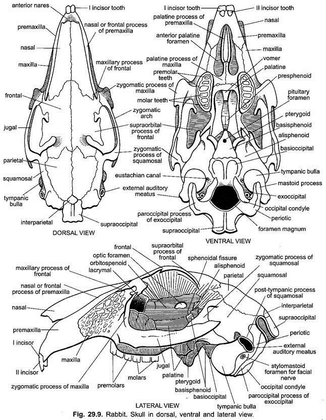 Diagram of a rabbit skull
