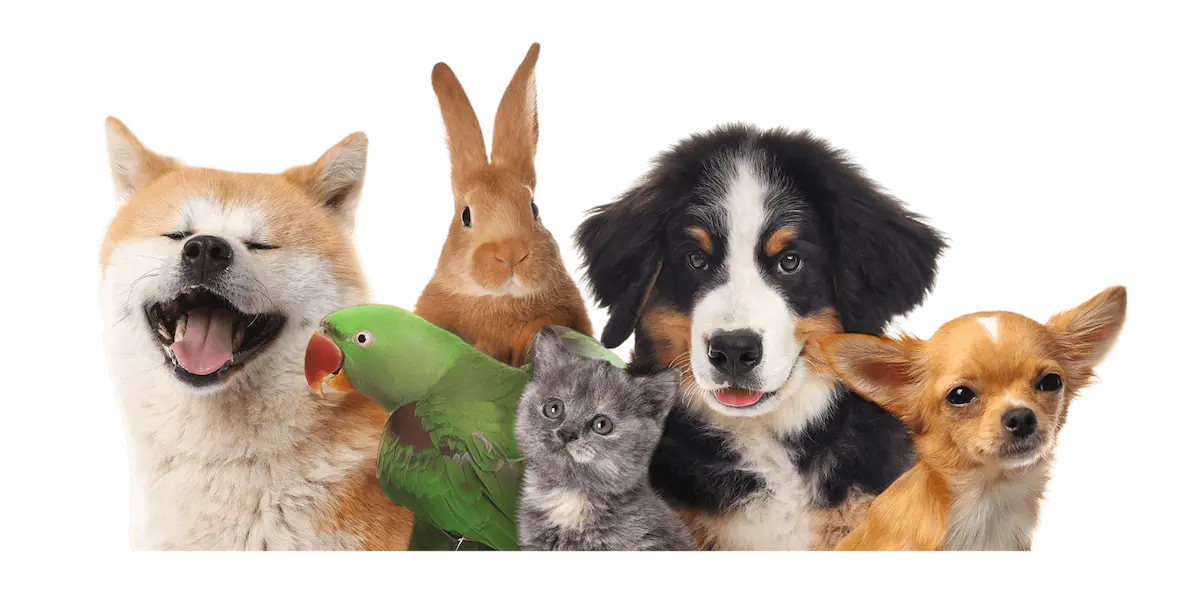 Illustration of small pets at Redbeck Rabbit Boarding