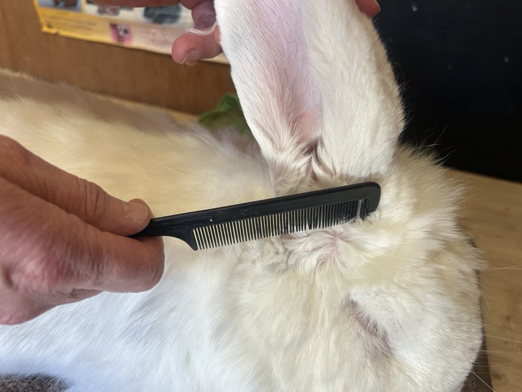 Rabbit Grooming