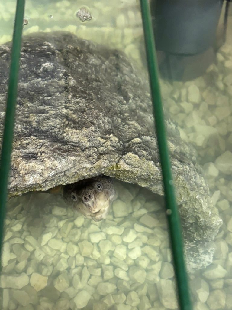 Home visit - reptiles