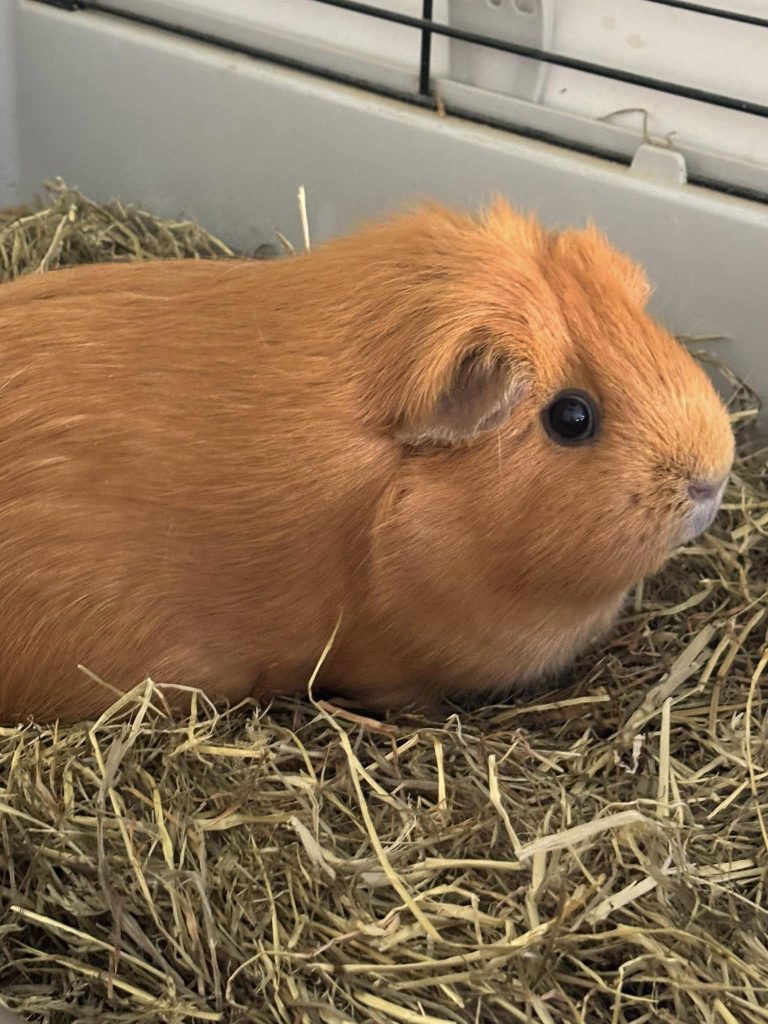 Guinea Pigs