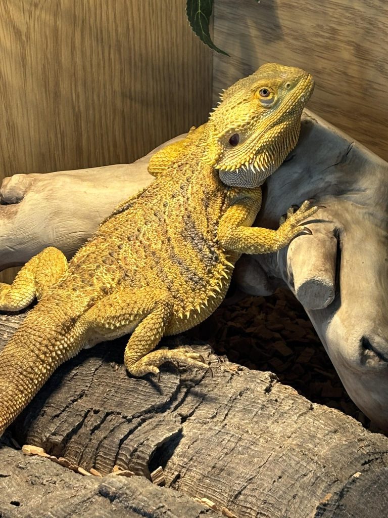 Home visit - reptiles