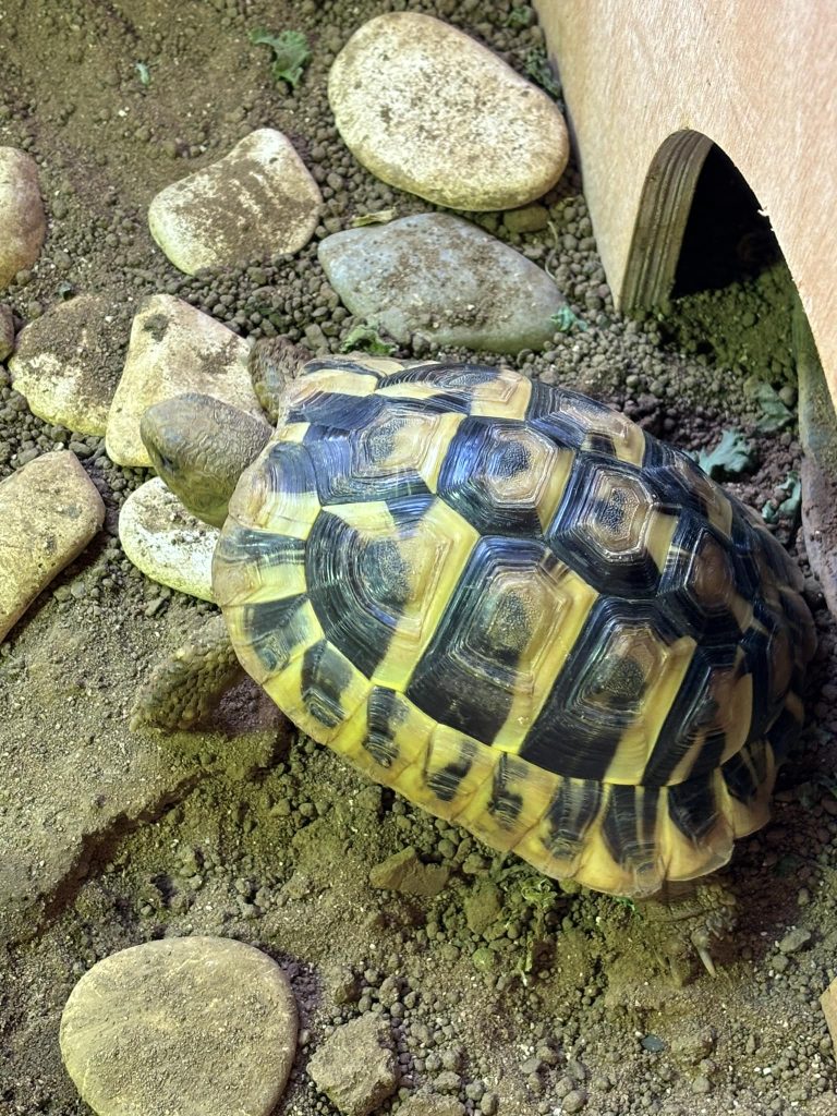 Home visit - reptiles