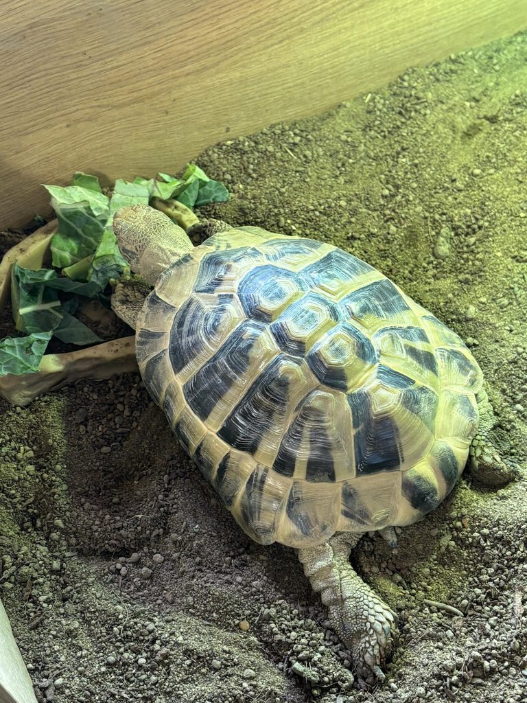 Home visit - reptiles