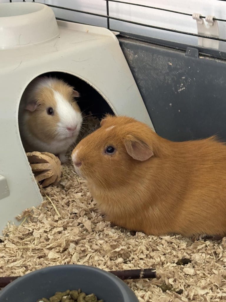 Guinea Pigs