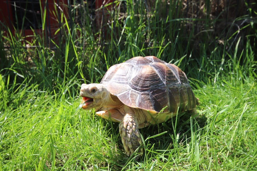 Home visit - reptiles