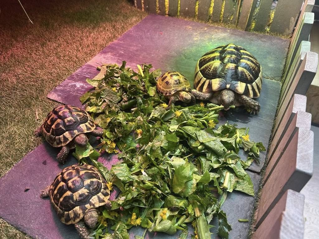 Home visit - reptiles