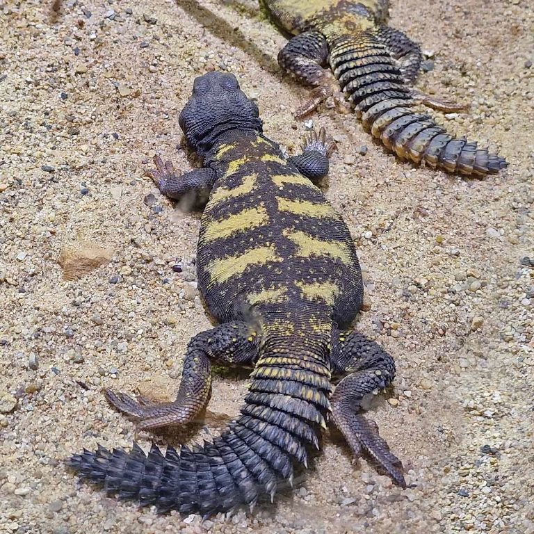 Home visit - reptiles