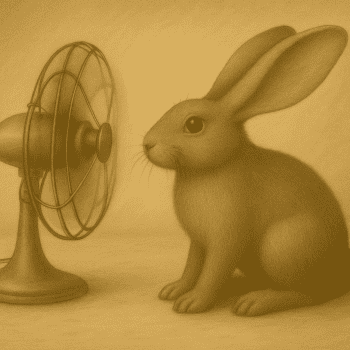 Picture of How Rabbits Regulate Body Temperature (And Why Heatwaves Can Kill)