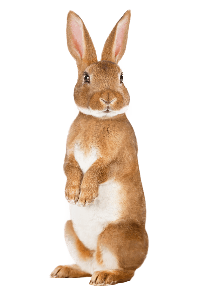 rabbit coat colour genetics